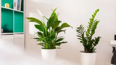 Самые выносливые комнатные растения — полезные статьи