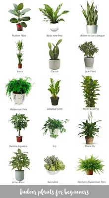 ᐉ Выбираем растения для квартиры и офиса ᐉ Особенности выбора и ухода за  домашними и офисными растениями