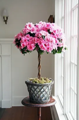 Самые красивые, шикарные и необычные цветущие комнатные цветы |  Glav-Dacha.ru | Дзен