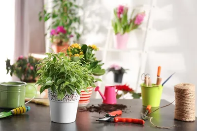 Комнатные растения и цветы, цены - купить комнатные цветы в Москве -  интернет-магазин GREEN OFFICE
