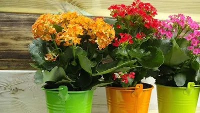 Почему так важно иметь дома комнатные цветы? | КулЛиб электронная библиотека