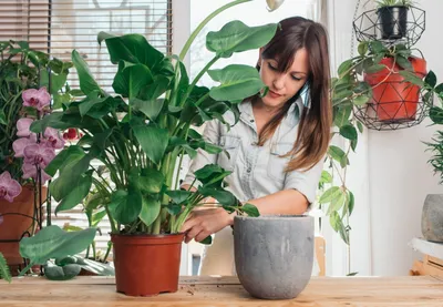 Неприхотливые комнатные растения: 10 лучших вариантов