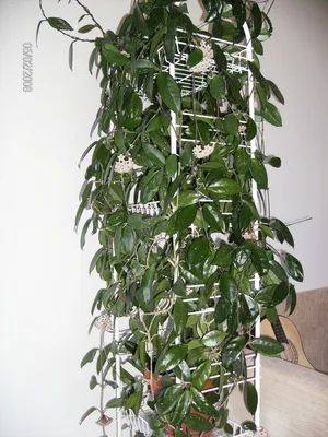 Одно-единственное или целый сад: как выбрать искусственные вьющиеся  растения для декора | Treez Collection | Дзен