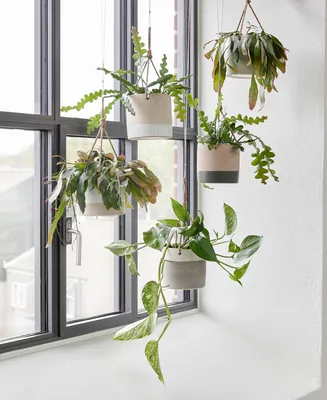 Вьющиеся комнатные растения: великолепная семерка - HappyModern | Цветочные  контейнеры, Растения, Комнатные растения