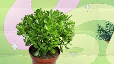 Красивые вьющиеся комнатные растения и их преимущества | Кругоzоr TV | Дзен
