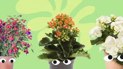Где покупать необычные домашние растения? 8 российских магазинов - Афиша  Daily