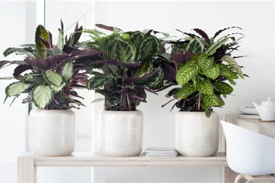 10 лучших комнатных растений для начинающих. Уход в домашних условиях. Фото  — Ботаничка
