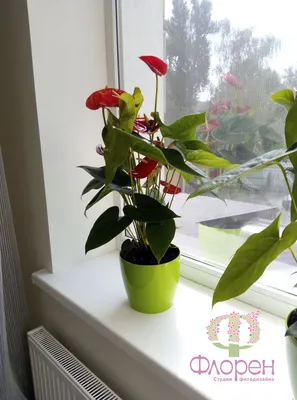 14 тенелюбивых комнатных растений, не требующих много света | ivd.ru