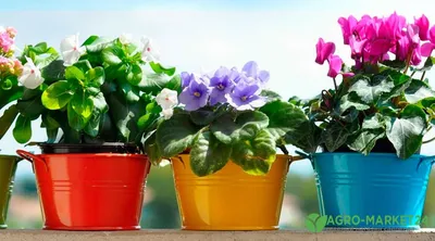 Самые полезные комнатные растения | GreenMarket