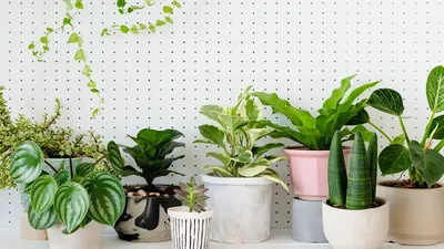 Удобрения для комнатных растений и цветов: когда необходимы и как удобрять  в домашних условиях