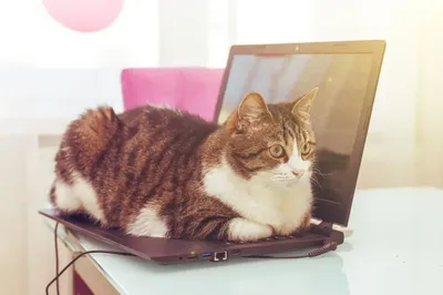 Наклейка для ноутбука Peeking с изображением черной кошки, виниловая  обложка для Macbook Pro 16 дюймов Air 11 13 15 дюймов Retina Mac Book, 14  MSI HP, наклейка для ноутбука | AliExpress