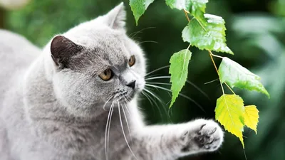 Кошки не считают людей достаточно умными существами, и вот 3 тому  доказательства | Заметки зооработника | Дзен