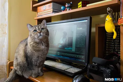 Кот на весь экран - картинки и фото koshka.top