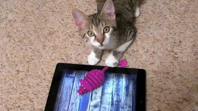 Кот смотрит в экран - картинки и фото koshka.top