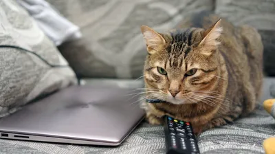 Что кошки видят на экране телевизора? | О котах | Дзен