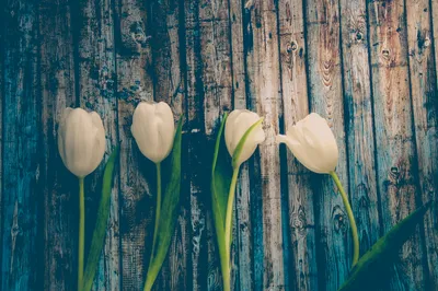 картинки : весна, Тюльпаны, цветы, цветок, задний план, обои, время года,  белый, Зеленый, Флора, Стебель растения, Обои для рабочего стола компьютера,  растение, Натюрморт фотография, трава 5456x3632 - Ylanite Koppens - 1418885  - красивые картинки - PxHere