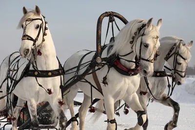 Почти дикие кони Кавказа — DRIVE2