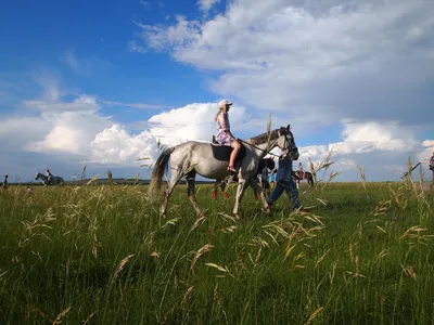 В Красноярском крае похищенных лошадь-рекордсменку и коней вернули хозяину  | ОБЩЕСТВО | АиФ Красноярск