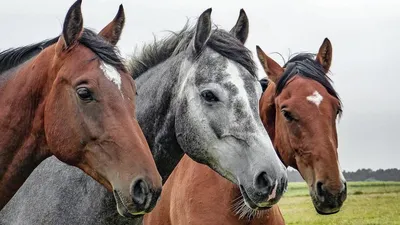 Почему у коней появляются колики?