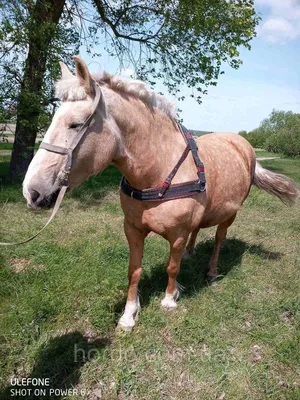 Книга Коні. Походження та характеристики 100 порід коней, Мойра Харрис,  купить онлайн на Bizlit.com.ua