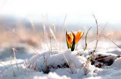 Конец зимы природа (56 фото) - 56 фото