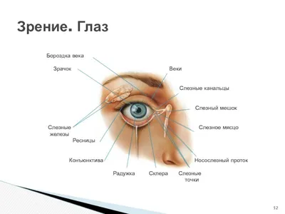 Как правильно закапывать в глаза? - YouTube