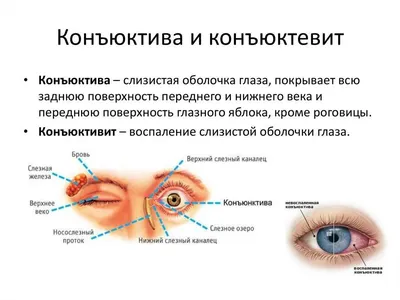 Конъюнктива и конъюнктивальный мешок: описание, строение, функции