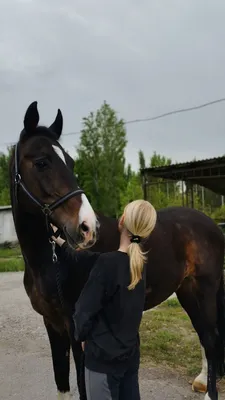 Конные прогулки и конный спорт в Красноярске: актуальные цены