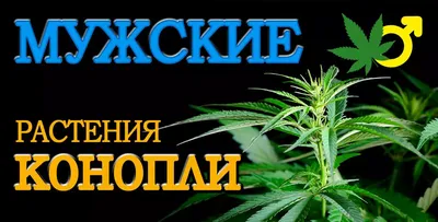 Анализ рынка выращивания и переработки технической конопли :: РБК Магазин  исследований