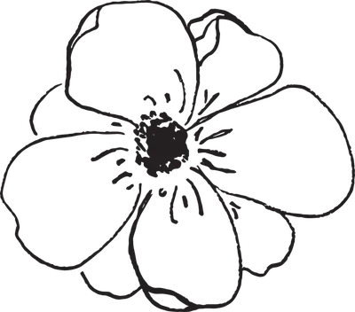 Контур Лепестка цветка, цветок, шаблон, угол, белый png | Klipartz