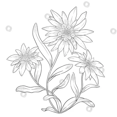 Monochrome контур дизайна значка цветка маргаритки флористического  Иллюстрация вектора - иллюстрации насчитывающей флористическо, чертеж:  87234111