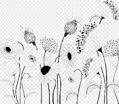 Ботанический Флористический Контур Цветка Цветут Открытыми Бутонами Вектор  Изолированный Минималистский Цветок — стоковая векторная графика и другие  изображения на тему Абстрактный - iStock