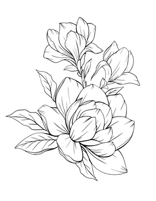 черно-белая цветочная иллюстрация, цветочный рисунок, контур цветка, белый,  лист png | PNGEgg