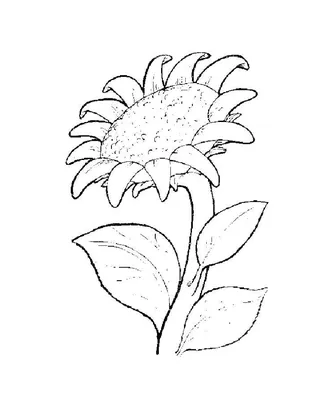 Японский рисунок контур, головки цветов Sieversii Иллюстрация вектора -  иллюстрации насчитывающей цветок, весна: 212780732