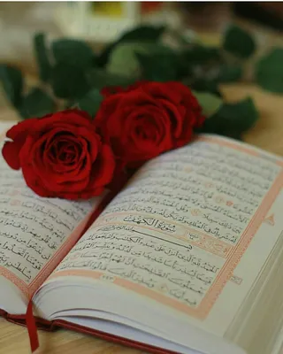 Красивый Коран с красной розой Стоковое Фото - изображение насчитывающей  красивейшее, поднял: 186970020