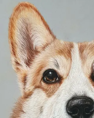 Картина на холсте для интерьера Корги, собака пес, арт (8) 70х100 - купить  по низкой цене в интернет-магазине OZON (1022610632)