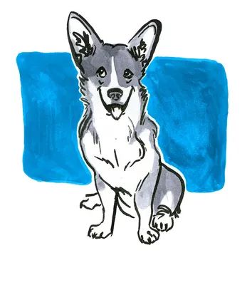 Как нарисовать собаку Вельш-корги карандашом поэтапно