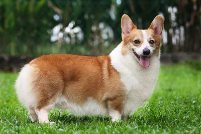 Вельш корги: пемброк и кардиган | Corgi, Corgi pictures, Cute corgi