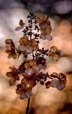 Купить обои Есения, коричневые цветы бежевый фон - Обойная фабрика  «Континент»