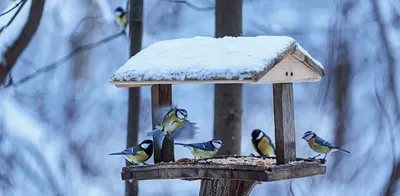 Кормушка-домик для птиц из натурального дерева . F3