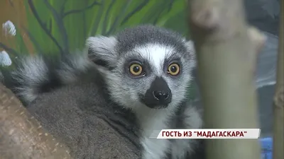 Король Джулиан прибыл в Ярославль: в зоопарке поселился кошачий лемур |  Первый ярославский телеканал