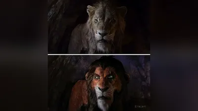 Король Лев» в реальности: Бабуин взял львёнка на руки