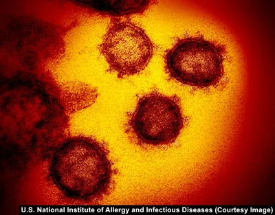 Coronavirus - Wikipedia