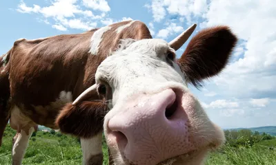 Обои с коровами | Корова | Cow wallpapers | Cow | 🐮 | 🐄 | Фотографии  животных, Коровы, Корова