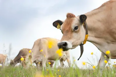 Молоко питьевое пастеризованное с массовой долей жира 3,2% «Наша корова» |  Товары от Роскачества