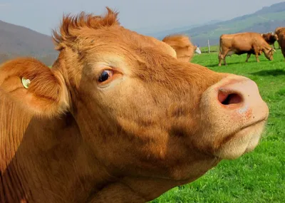 Естественное поведение коров - ЕВРОСНАБ АГРО — Оптовый Агроцентр в Нижнем  Новгороде