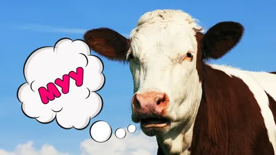 Влияние настроения коровы и стресса на удой