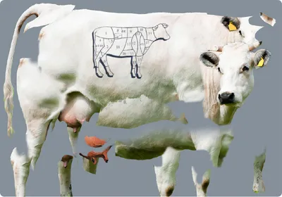 Обои с коровами | Корова | Cow wallpapers | Cow | 🐮 | 🐄 | Животные, Коровы,  Фотографии животных