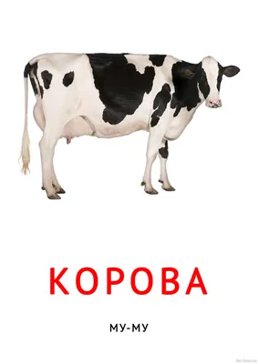 Корова