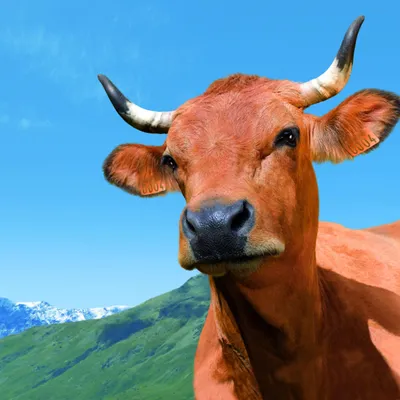 Казахстанская корова засветилась в Vogue